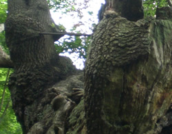 Cross bracing on upper boughs