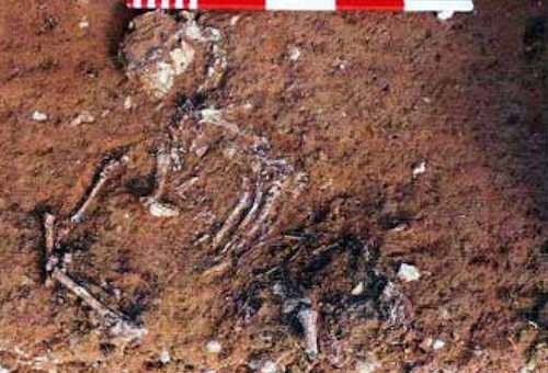 Sheep skeleton from Quarley Down