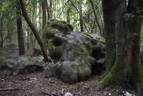 Sarsen stone in woodland setting