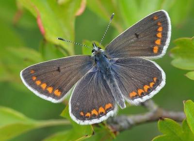 Brown Argus butterfly