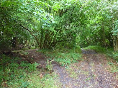 Coppiced woodland on Passfield Common