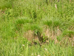 Tussock Sedge