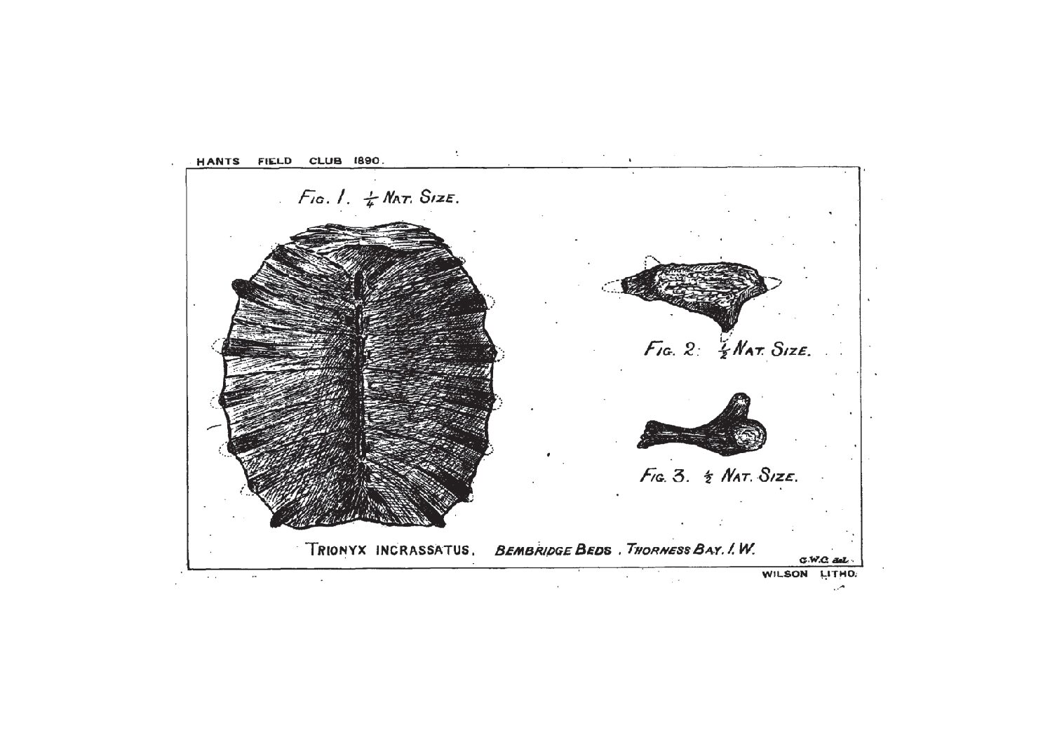 The Fossil Chelonians of the Isle of Wight