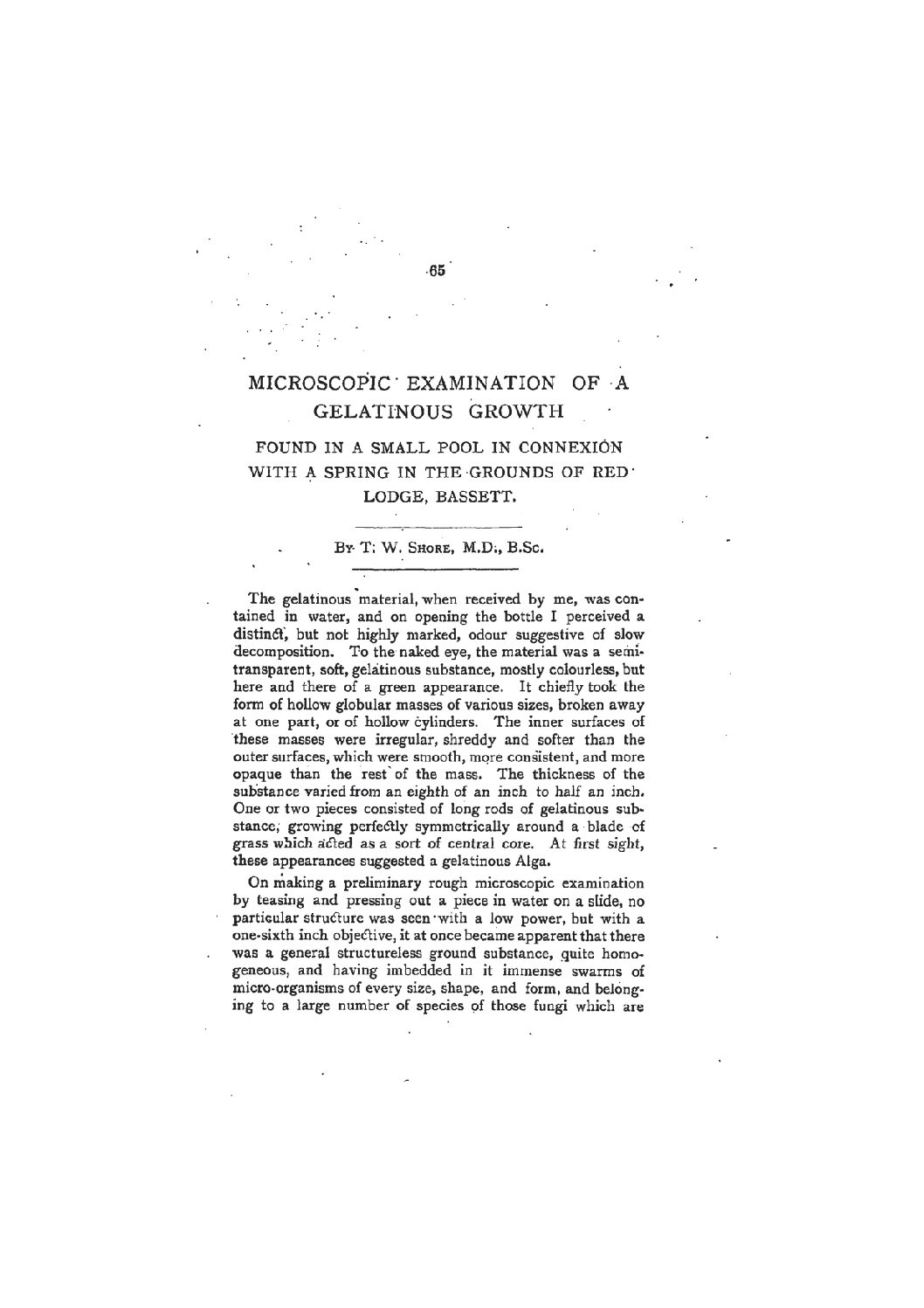 Microscopic Examination of a Gelatinous Growth found in the Grounds of Red Lodge, Bassett